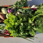 GI Acres Full Season Week 3 June 17, 2024

Potatoes
Kohlrabi 
Turnips
Radishes
Salad mix
Edible Pod Peas
Broccolini
Swiss Chard
Green Onions
Basil, Dill

It was so windy out  that we had to leave the share in the box to take the picture!