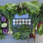 GI Acres Full Season Week 4 June 24, 2024

Kohlrabi 
Turnips
Radishes (?)
Beets
Salad mix
Edible Pod Peas
Broccolini
Swiss Chard
Green Onions
Eggs
Herbs: Thyme and Chives