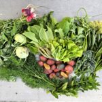 GI Acres Full Season Week 2 June 10, 2024

New Potatoes
Kohlrabi
Radishes
Garlic Scapes
Dill, Mint, Elder Flower
Salad Mix
Spinach
Broccolini